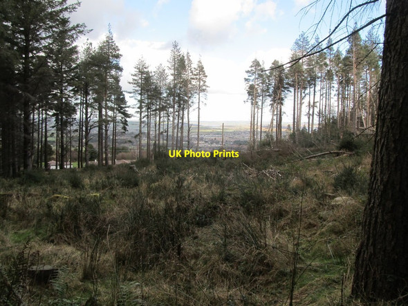 Photo 6"x4" Cut-over section of Donard Wood above Shepherd's Lodge Newcastle\/J3732 c2014