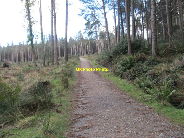 Photo 6"x4" Forest road ascending towards Drinnahilly Newcastle\/J3732 c2014