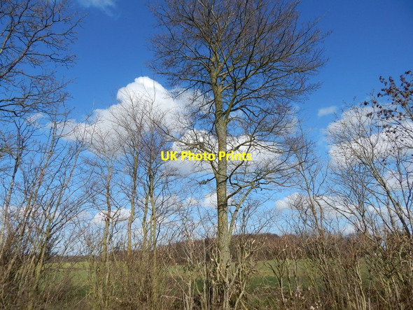 Photo 6"x4" Trees and Langley Wood, Round Maple Edwardstone c2014