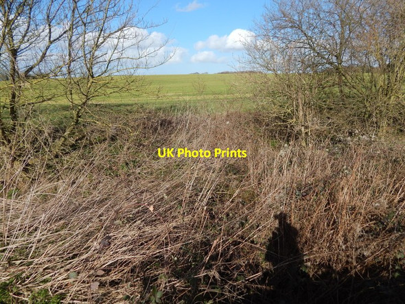 Photo 6"x4" Vegetation and field, Round Maple Edwardstone c2014