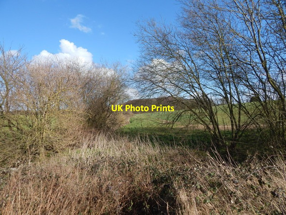 Photo 6"x4" Vegetation, trees and Langley Wood, Round Maple Edwardstone c2014