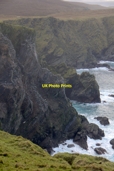 Photo 6"x4" Saito from the Neap, Hermaness Burrafirth c2014