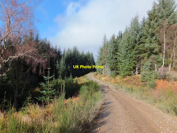 Photo 6"x4" Forestry track above Peffery Burn Bottacks c2014