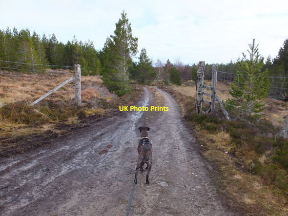 Photo 6"x4" End of forest track Bottacks c2014