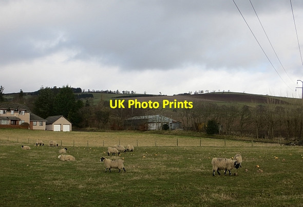 Photo 6"x4" Sheep, Rattray Blairgowrie c2014