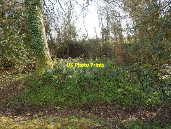 Photo 6"x4" Crocuses in Priory Green Priory Green c2014