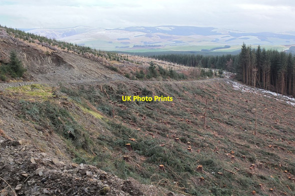 Photo 6"x4" Clear-felled forestry by Millhope Burn Harehope\/NT2044 c2014