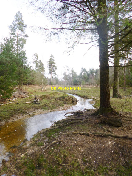 Photo 6"x4" Milkham Inclosure, Linford Brook Linwood\/SU1809 c2014 P1
