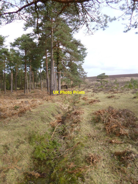 Photo 6"x4" Milkham Inclosure, embankment & ditch Linwood\/SU1809 c2014 P1