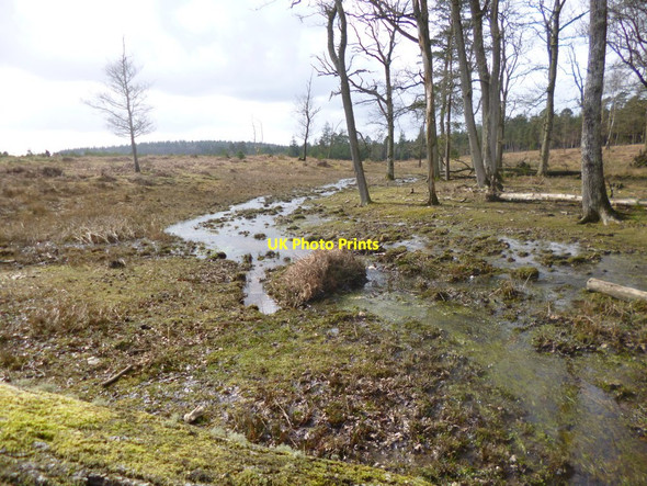 Photo 6"x4" Milkham Inclosure, Linford Brook Linwood\/SU1809 c2014
