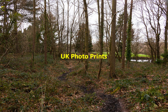 Photo 6"x4" Woodland east of Bishopstoke Cemetery Eastleigh\/SU4519 c2014