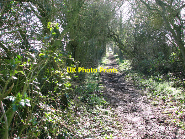 Photo 6"x4" Bridleway to Potter's Lane Bunwell Bottom c2014