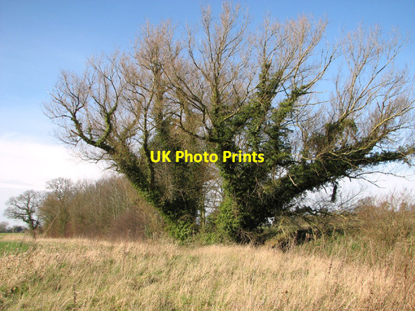 Photo 6"x4" Trees growing alongside a small stream Bunwell Bottom c2014