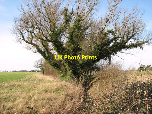 Photo 6"x4" Ivy-clad tree growing by stream Bunwell Bottom c2014