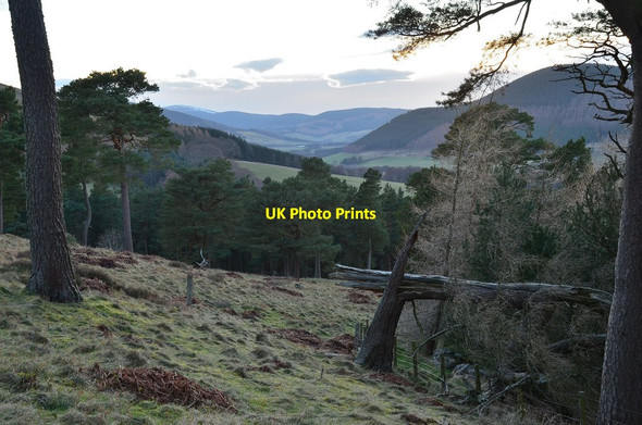 Photo 6"x4" Woodland at Newby Craigs Bonnington\/NT2538 c2014