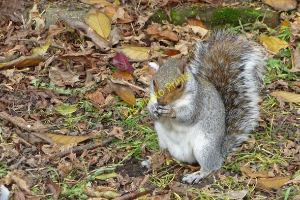 Photo 6"x4" Squirrel in Grosvenor Park Chester c2008