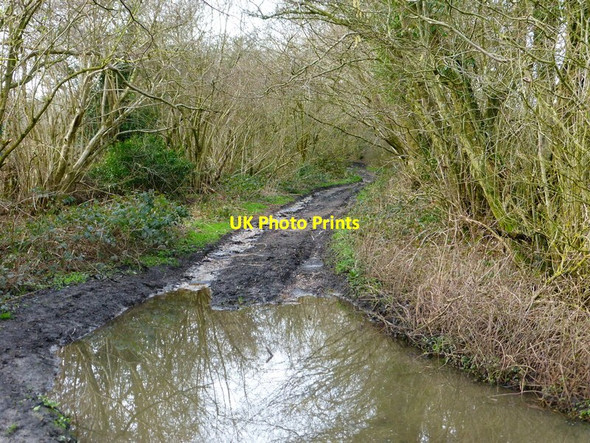 Photo 6"x4" Kitcombe Lane goes west from bend Lower Farringdon c2014