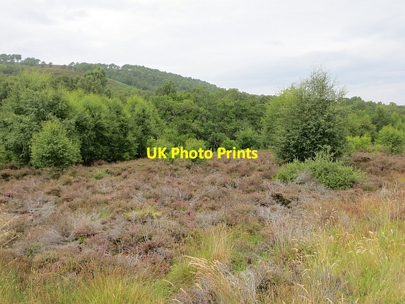 Photo 6"x4" Birch wood, Glen Tromie Drumguish\/NN7999 c2013