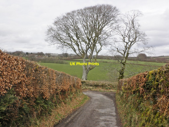 Photo 6"x4" Beech trees and hedges, Woolpit Lane Withypool c2014