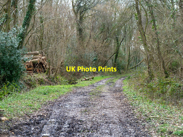 Photo 6"x4" Woodland track Chandlers Green c2014