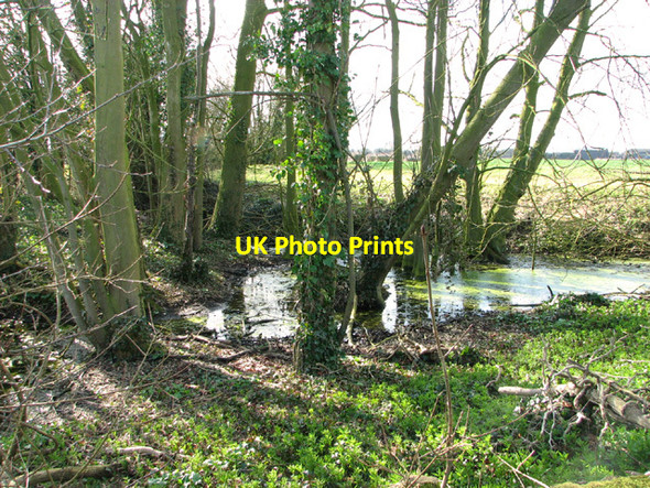 Photo 6"x4" Small pond in field south of Wymondham Road Penny's Green c2014 P1