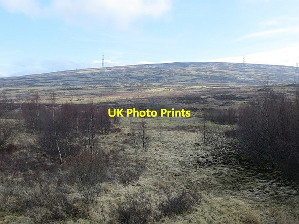 Photo 6"x4" Birch woods, Glen Truim Dalwhinnie c2014