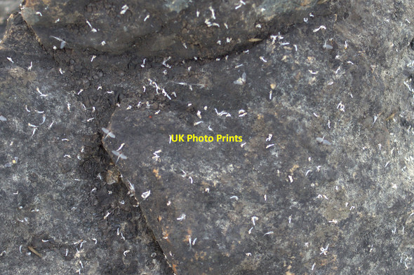 Photo 6"x4" Mayfly exuviae on rocks beside Loch of Watlee Westing\/HP5705 c2014