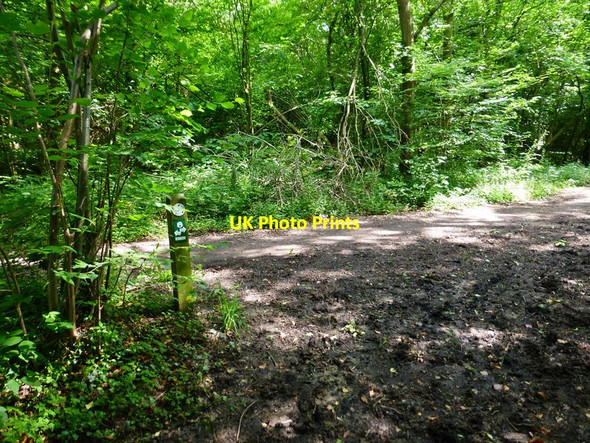 Photo 6"x4" Bridleways merge in Cleygate Copse Wood Street Village c2014