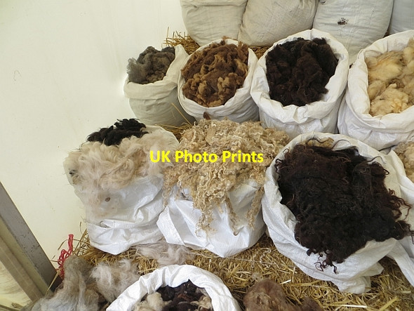 Photo 6"x4" Wool display,  Rare Breeds Trust Ratho Station c2014