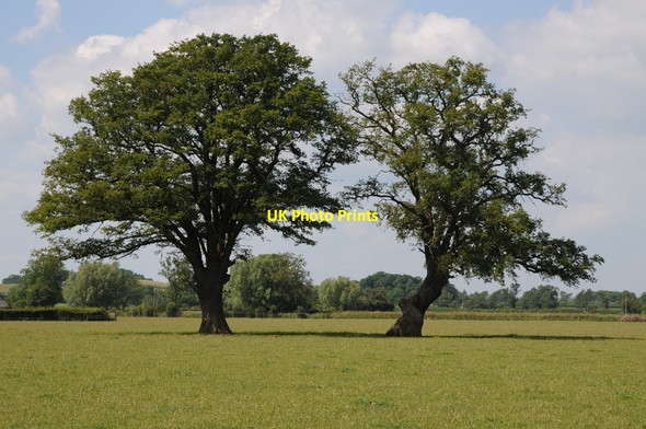 Photo 6"x4" A pair of oak trees Blacklands\/SO6342 c2014