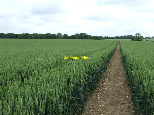 Photo 6"x4" Straight Path Little Whittingham Green c2014