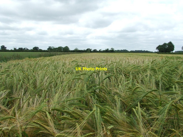 Photo 6"x4" Field Of Barley North Green\/TM3076 c2014