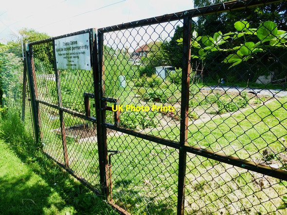 Photo 6"x4" Looking into small allotment area by recreation ground Guildford c2014