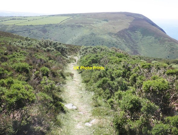 Photo 6"x4" Path on Holdstone Hill Dean\/SS6245 c2014
