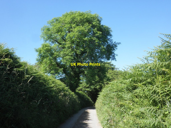 Photo 6"x4" Lane to Tattiscombe Farm Dean\/SS6245 c2014