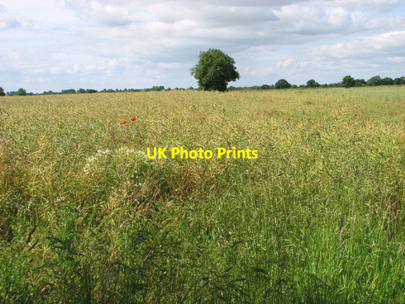 Photo 6"x4" Ripening oilseed rape beside Burntoak Lane Darrow Green c2014