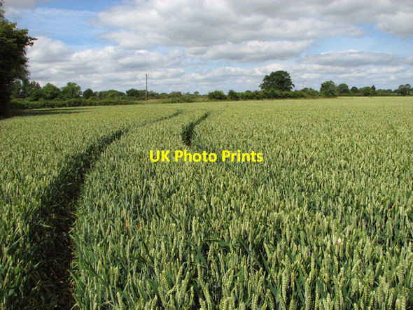 Photo 6"x4" Ripening wheat on Shelton Common Shelton\/TM2290 c2014