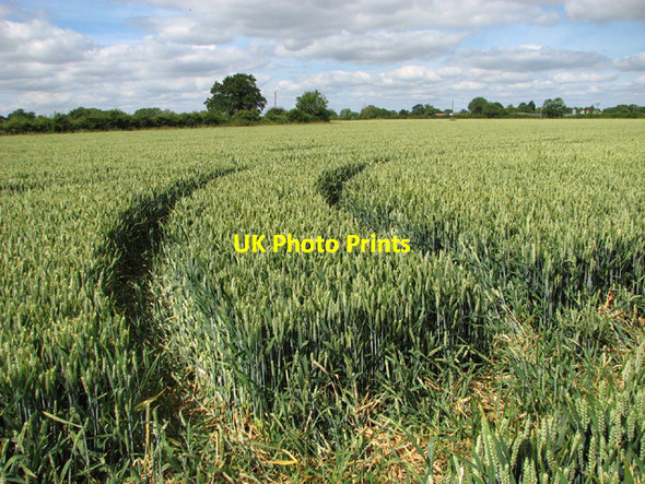 Photo 6"x4" Tramlines in wheat crop field Shelton\/TM2290 c2014