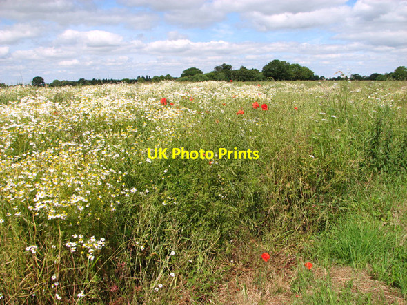 Photo 6"x4" Field beside Port Lane Hardwick\/TM2289 c2014