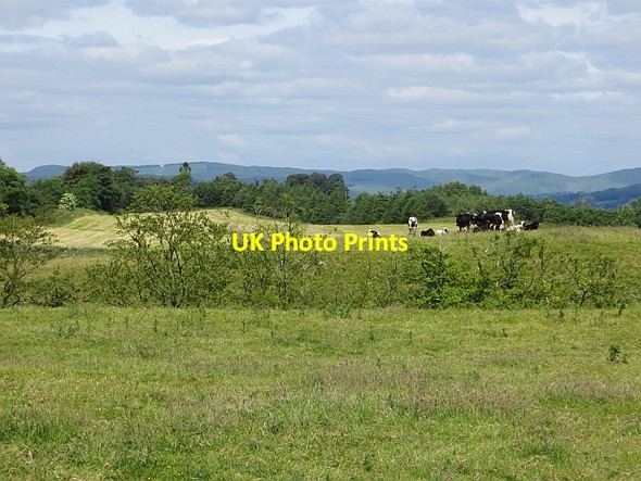 Photo 6"x4" Holstein heifers Mid Murthat c2014