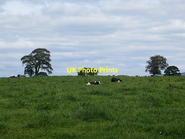 Photo 6"x4" Cattle, Milton Mid Murthat c2014