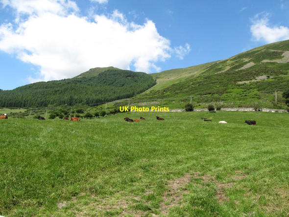 Photo 6"x4" Grazing land at the foot of Slieveban Rostrevor c2014