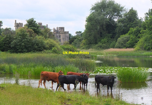 Photo 6"x4" Cattle at Hen Poo, Duns Castle estate Duns c2014