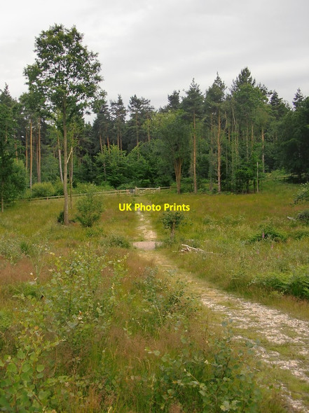 Photo 6"x4" National Nature Reserve area within Broxbourne Wood Brickendon c2014
