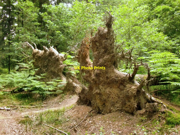 Photo 6"x4" Fallen conifers, Broxbourne Wood Brickendon c2014