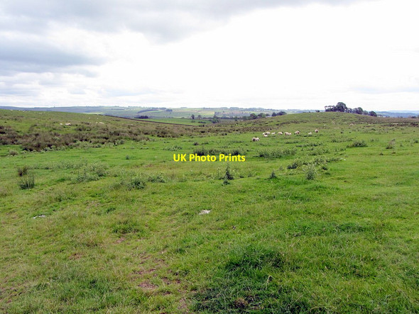 Photo 6"x4" Wark Common Wark\/NY8677 c2014