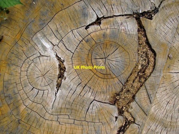 Photo 6"x4" Detail of oak stump, Northaw Great Wood The Ridgeway c2014