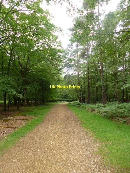 Photo 6"x4" Coppice of Linwood, cycle route Fritham c2014