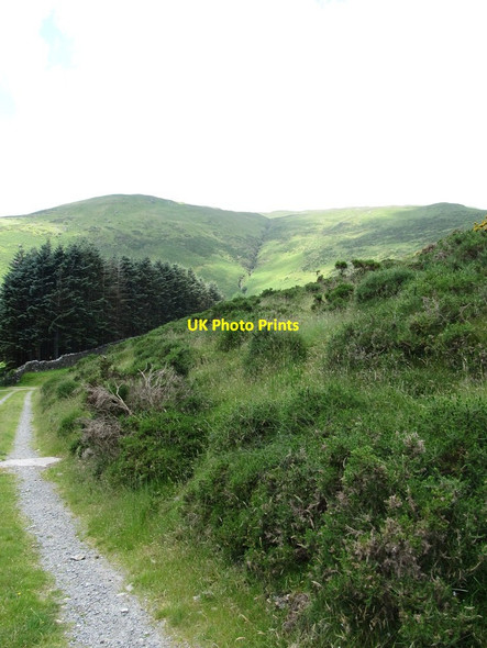Photo 6"x4" Scrub on the slopes above Ballyedmond Forest Rostrevor c2014