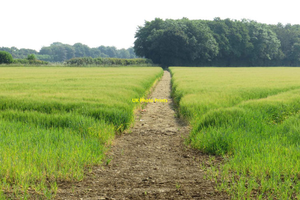 Photo 6"x4" Bridleway to Enslow Woodstock\/SP4416 c2014